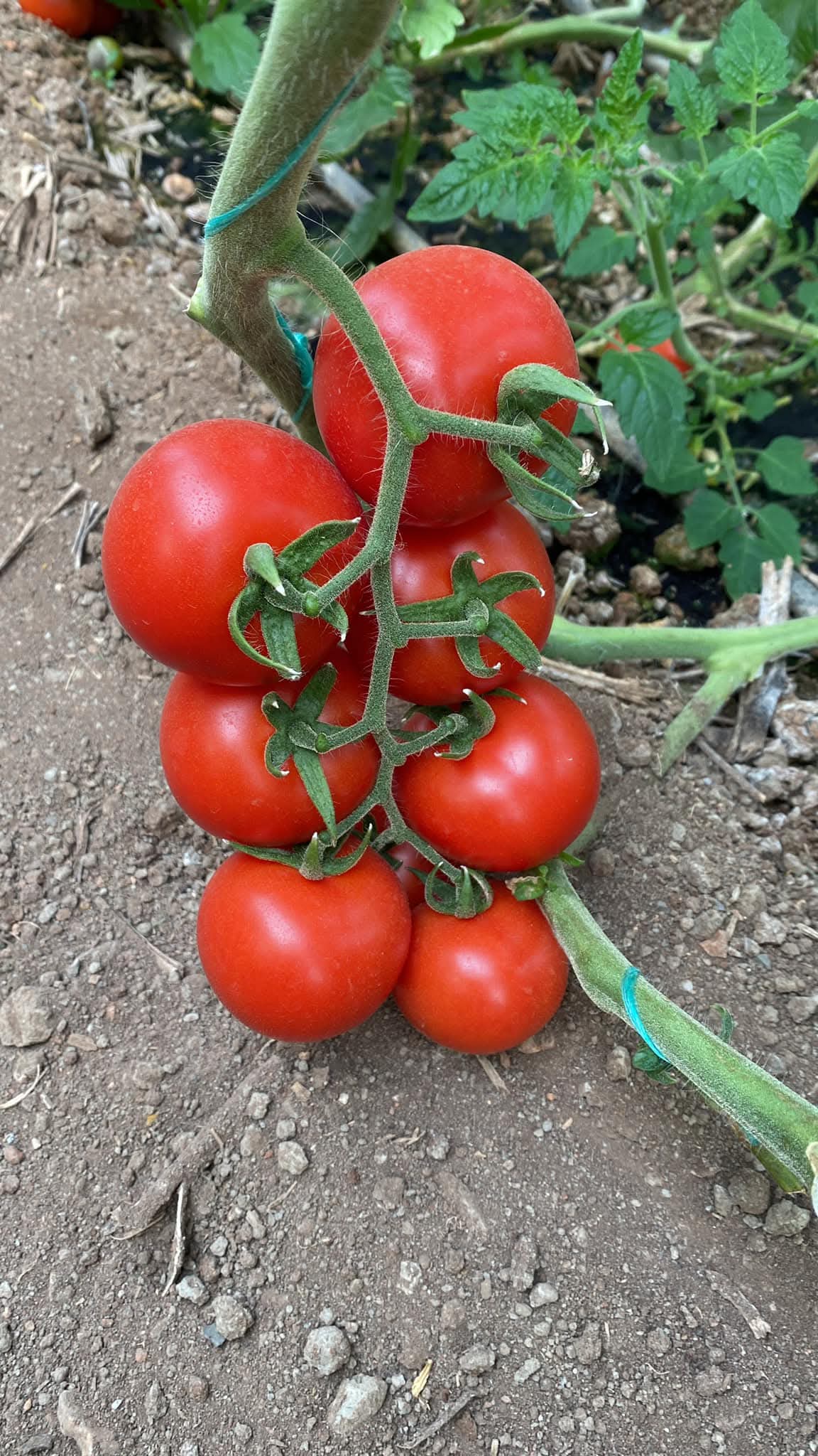 Canlı Kırmızı Salkım Domates