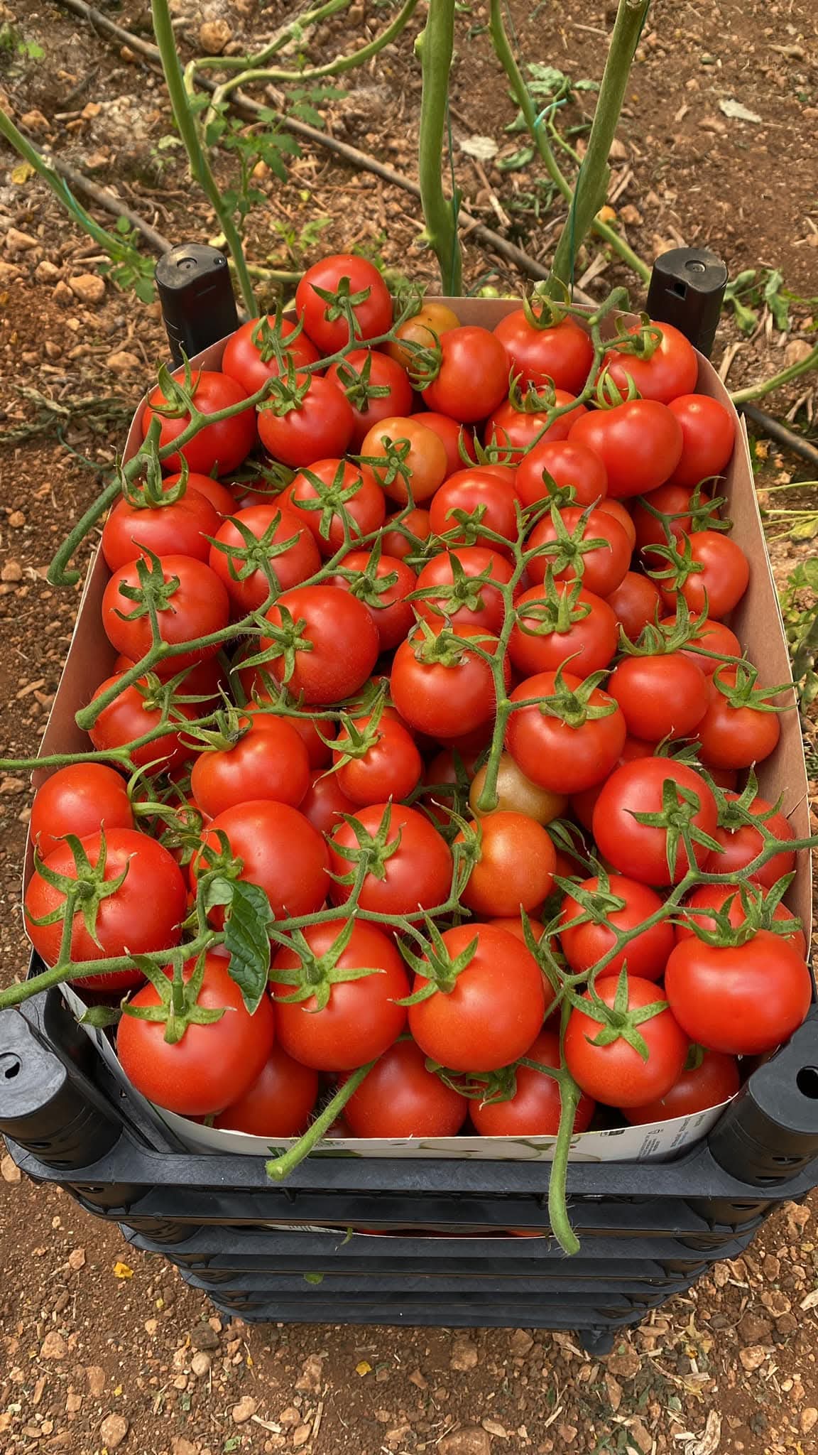 Kasalı Salkım Domates